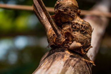 Bambu düğümünün yakın plan görüntüsü. Arkaplan resmi olarak kullanılabilir.