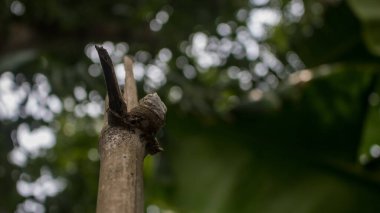 Bambu düğümünün yakın plan görüntüsü. Arkaplan resmi olarak kullanılabilir.