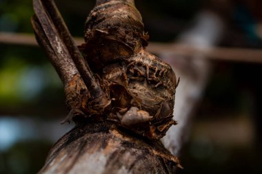 Bambu düğümünün yakın plan görüntüsü. Arkaplan resmi olarak kullanılabilir.