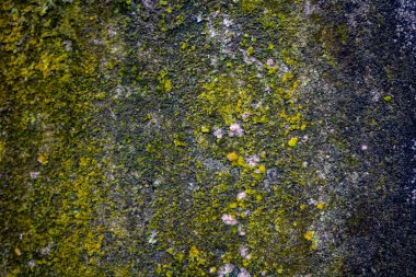 Eski duvar yosunla kaplı. HD Arkaplan Resmi.