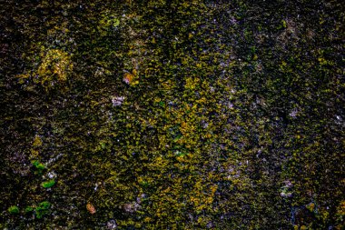 Duvarlarda eski yosunlar birikmiş. Arkaplan ya da doku olarak kullanılabilir.