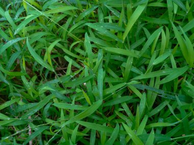 Doğa yeşili arka plan üst görünümü. Yeşil çimen pürüzsüz desen dokusu.