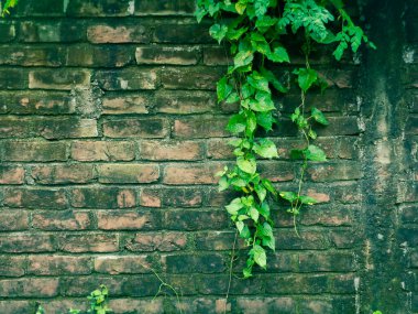 Fresh Moringa Leaves. Brick walls are covered with leaves of Sajna tree. Green grass seamless pattern texture.