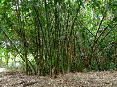 Bamboo bushes are growing along small rivers and roadsides.