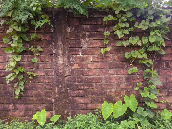 Fresh Moringa Leaves Brick Walls Covered Leaves Sajna Tree Green — Stok Foto