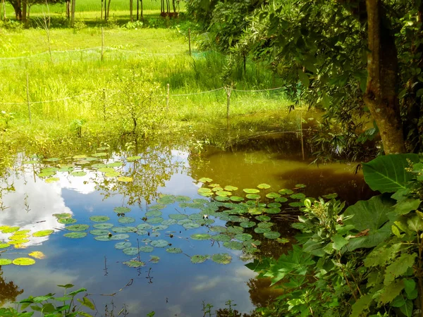 Rows Rows Lotuses Small Pond — Stockfoto
