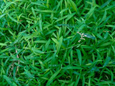 Doğa yeşili arka plan üst görünümü. Yeşil çimen pürüzsüz desen dokusu.