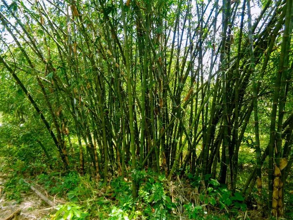 Бамбуковые Кусты Бангладеш Люди Называли Pseudosasa Japonica Fargesia Phyllostachys Aureosulcata — стоковое фото