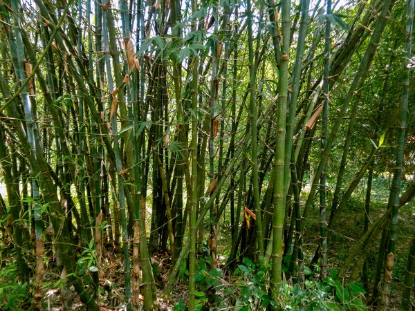 Semak Semak Bambu Bangladesh Orang Orang Juga Disebut Pseudosasa Japonica — Stok Foto