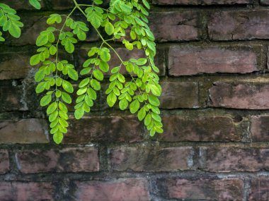 Taze Moringa Yaprakları. Tuğla duvarlar sajna ağacı yapraklarıyla kaplı..