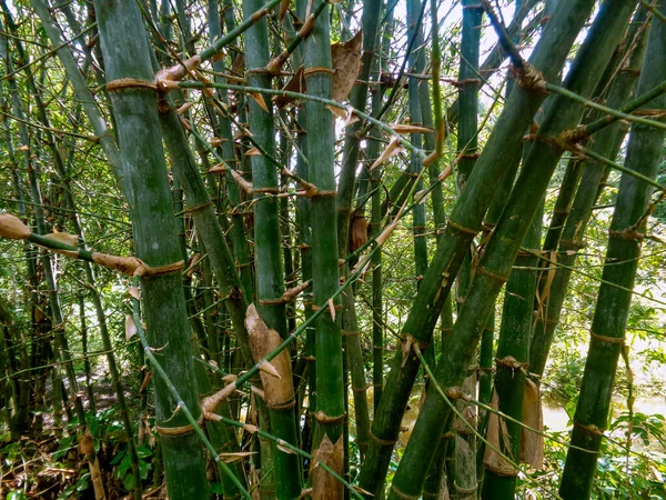 孟加拉国的竹丛 人们也被称为 日本假种 法氏菌 金黄色葡萄球菌 碧塞特竹子 红色葡萄球菌 — 图库照片