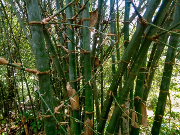 Bamboo Bushes Bangladesh People Also Called Pseudosasa Japonica Fargesia Phyllostachys — Stock Photo, Image