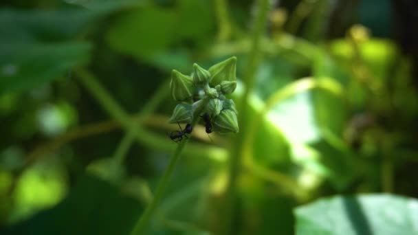 アリはカボチャの花芽で遊んでいます これはスローモーションの映像です — ストック動画