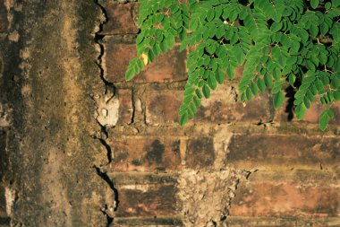 Taze yeşil Moringa yaprakları. Eski tuğla duvarlar yeşil yapraklarla kaplı..