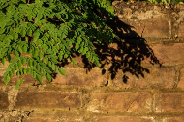 Taze yeşil Moringa yaprakları. Eski tuğla duvarlar yeşil yapraklarla kaplı. Güzel bir arka plan olabilir..