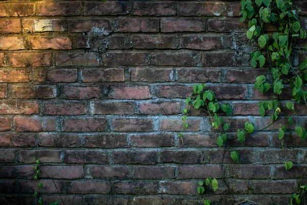 Čerstvé Listy Zelené Moringy Staré Cihlové Zdi Jsou Pokryty Zelenými — Stock fotografie