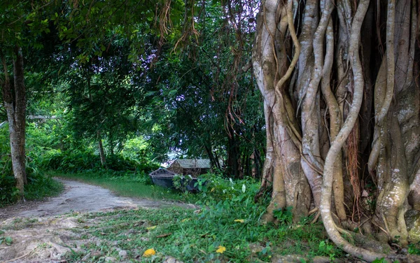 Gambar Pohon Banyan Gambar Pohon Liar Tepi Sungai — Stok Foto