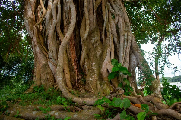 Bild Eines Banyan Baumes Bilder Von Wilden Bäumen Ufer Des — Stockfoto