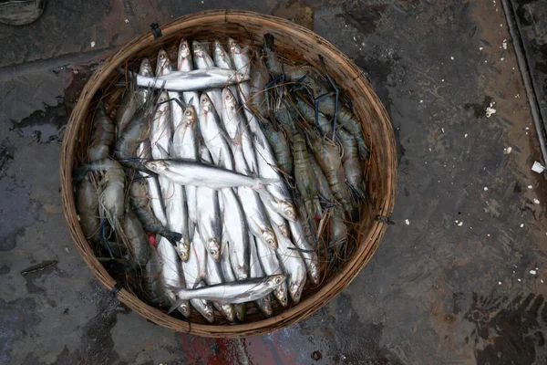 エビとヒルサの魚がバスケットに並べられています ヒルサ Hilsa バングラデシュの魚 — ストック写真