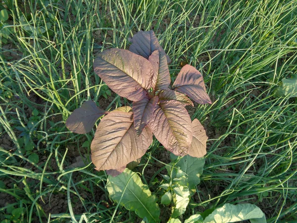 Bild Von Roten Spinatblättern Gemüse Wird Auf Dem Feld Angebaut — Stockfoto