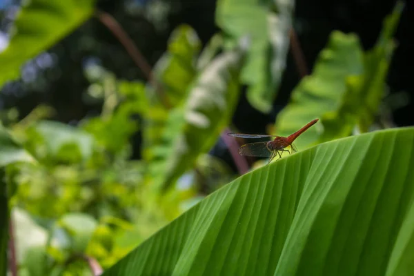 Yeşil Muz Yapraklarının Üzerinde Büyük Kırmızı Bir Dragonfly Çekirge Oturuyor — Stok fotoğraf