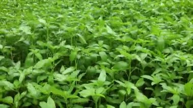 Jute Land veya Jute Fields. Yeşil Bengal 'deki kenevir tarlalarının görüntüleri. Yeşil jüt yaprakları rüzgarda sallanıyor..