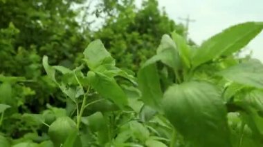 Jute Land veya Jute Fields. Yeşil jüt yaprakları rüzgarda sallanıyor..