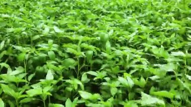 Jute Land veya Jute Fields. Yeşil Bengal 'deki kenevir tarlalarının görüntüleri. Yeşil jüt yaprakları rüzgarda sallanıyor..