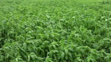 Jute Land veya Jute Fields. Yeşil jüt yaprakları rüzgarda sallanıyor..