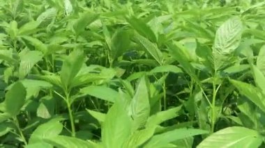 Jute Land veya Jute Fields. Yeşil Bengal 'deki kenevir tarlalarının görüntüleri. Yeşil jüt yaprakları rüzgarda sallanıyor..