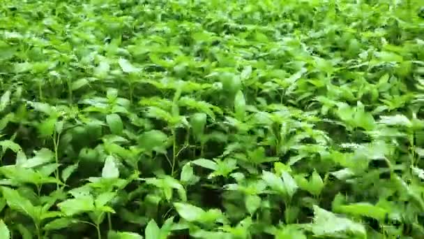 Terra da Juta ou Campos da Juta. Filmagem de campos de juta em Bengala verde. As folhas de juta verde estão balançando no vento. — Vídeo de Stock