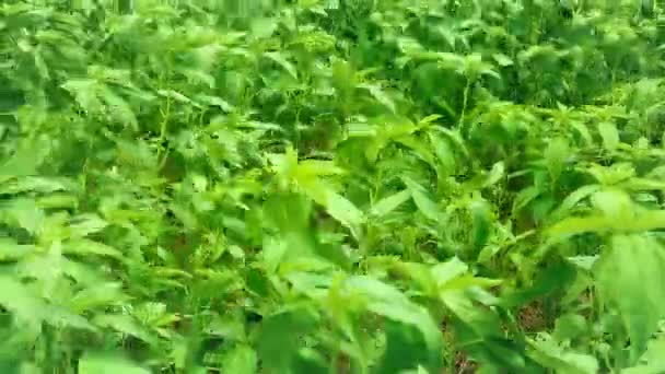 Jute Land Jute Fields Footage Jute Fields Green Bengal Green — Stock Video