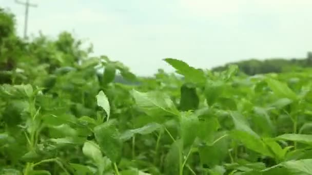 Jute Land nebo Jute Fields. Záběry z jutových polí v zeleném Bengálsku. Zelené jutové listy se houpají ve větru. — Stock video