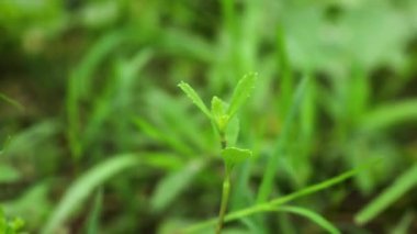 Yeşil yaprakların yakın çekim görüntüleri. Yeşil yapraklar rüzgarda sallanıyor..