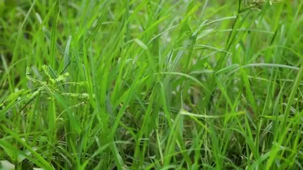 Крупним Планом Знімок Зеленого Листя Листя Зеленої Трави Ширяє Вітрі — стокове відео