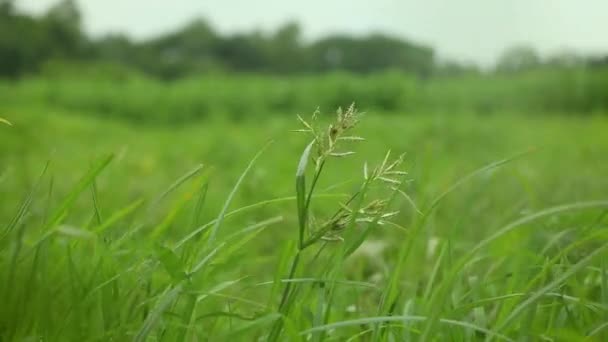 Riprese Ravvicinate Foglie Verdi Fiore Verde Dell Erba Ondeggia Nel — Video Stock