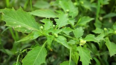 Yeşil çim tarlası. Çimlerin yakın çekim görüntüleri. Yeşil çimenler rüzgarda sallanıyor.