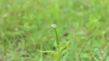 Yeşil yaprakların yakın çekim görüntüleri. Yeşil yapraklar rüzgarda sallanıyor..