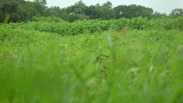 Grönt Gräsfält Närbild Gräset Det Gröna Gräset Svajar Vinden — Stockvideo
