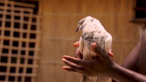 Nagranie Lotu Gołębia Zwolnionym Tempie Świetny Filmik Białego Gołębia Lecącego — Wideo stockowe