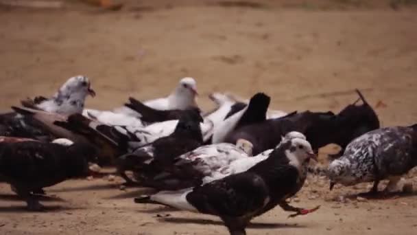 庭で食べるハトのグループ 白い鳩の素晴らしいビデオ — ストック動画