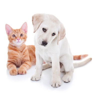 Yavru köpek ve kedi kedi evcil hayvan