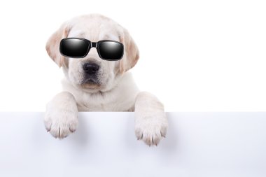 Serin yaz tatili köpek işareti