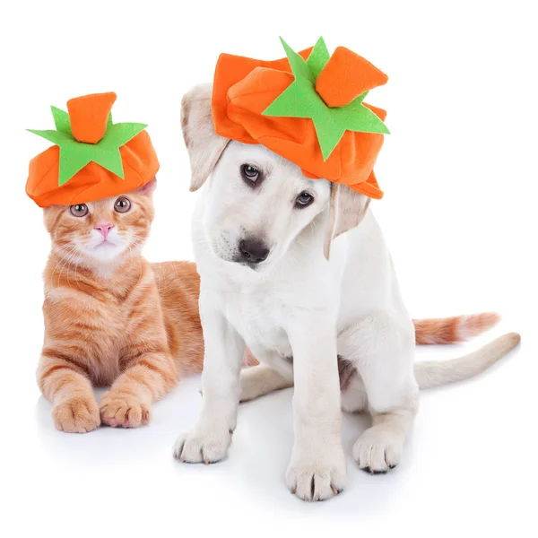 Thanksgiving Halloween pompoen kostuum huisdieren hond en kat — Stockfoto