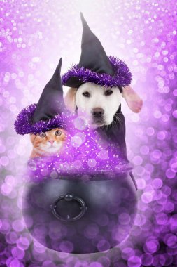 Cadılar Bayramı cadı köpeği ve kedi kostümlü kedi ve sihirli iksir. Kötü köpek ve kedi yavrusu cadılara büyü yapıyor. Büyülü fantezi hayvanları şeker mi şaka mı için sihirbazlık yapıyorlar.