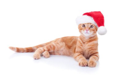 Noel Baba şapkası giyip Noel Baba kostümü giyen sevimli Noel kedisi, Noel Baba, Noel ya da Noel kartı için izole edilmiş beyaz arka plan. Mutlu hayvan giyin ve uzan.