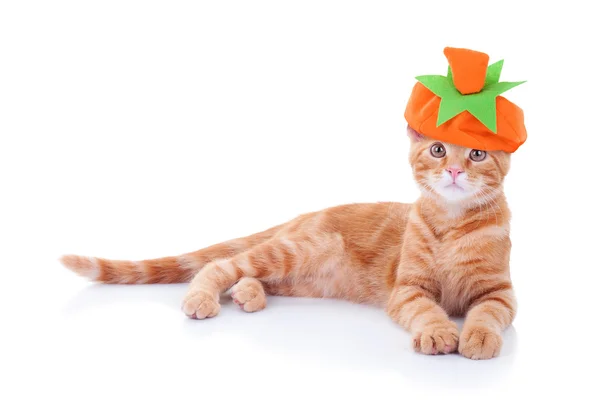 Thanksgiving Or Halloween Pumpkin Cat — Stock Photo, Image