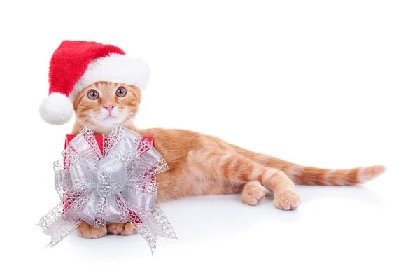Vánoční dárek kočka — Stock fotografie