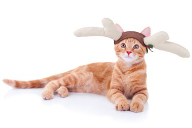 Rudolph Reindeer kedi