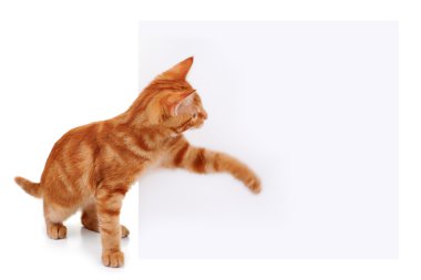 Evde beslenen hayvan kedi işareti